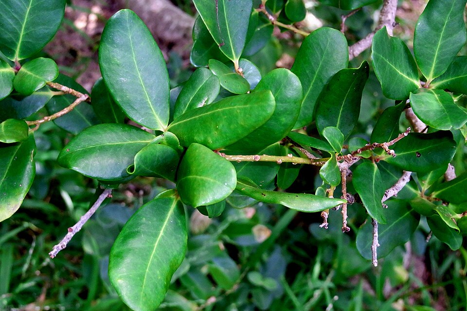 Myrsine (Colicwood)