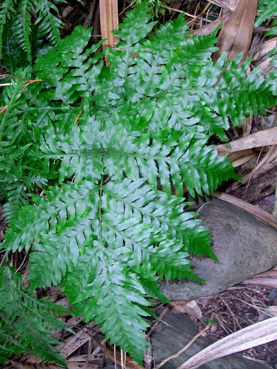 Pteris (brakes) (alternate view 4)