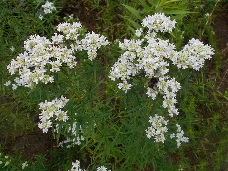 Pycnanthemum virginianum (Virginia Mountain Mint) (alternate view 7)