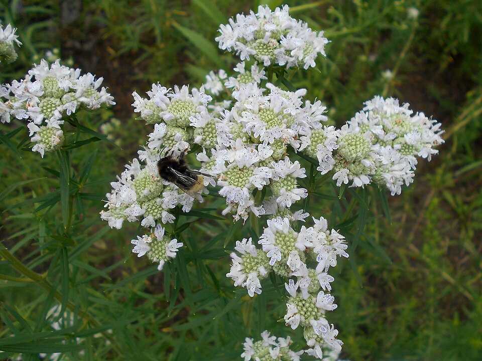 Pycnanthemum virginianum (Virginia Mountain Mint) (alternate view 8)