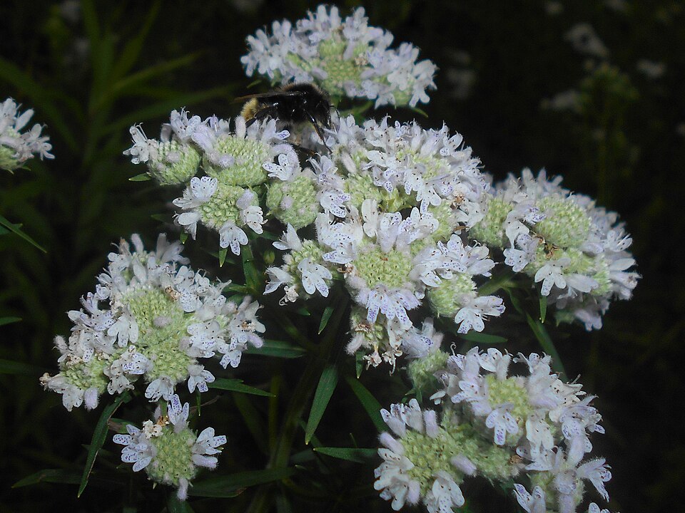 Pycnanthemum virginianum (Virginia Mountain Mint) (alternate view 9)
