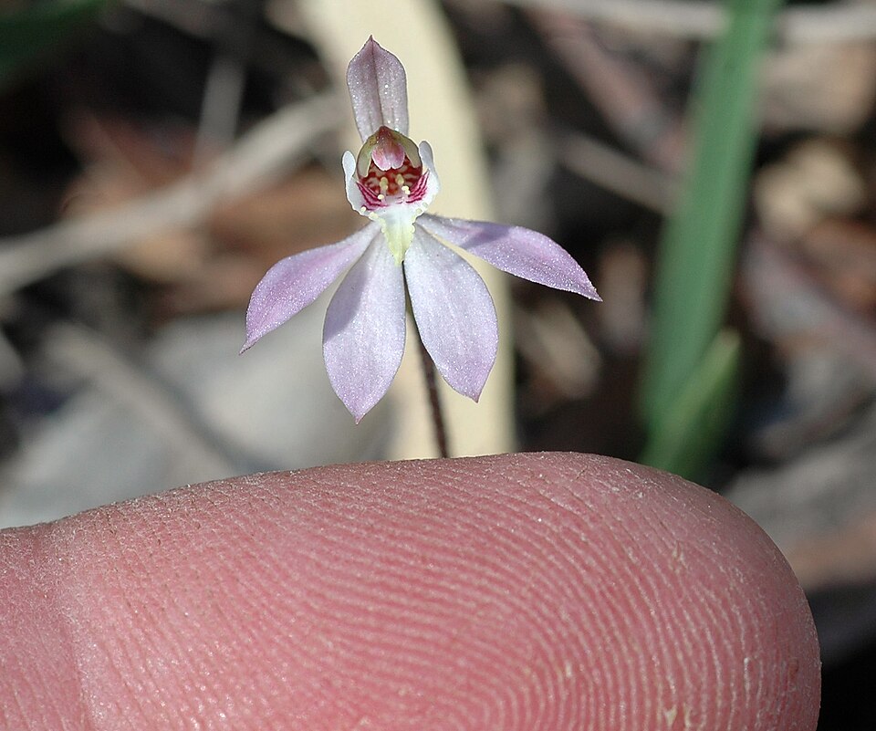 Caladenia carnea (Pink Lady Fingers) (alternate view 2)