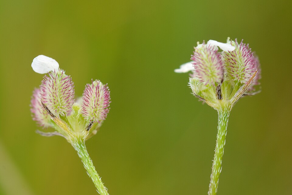 Torilis arvensis (common hedge parsley)
