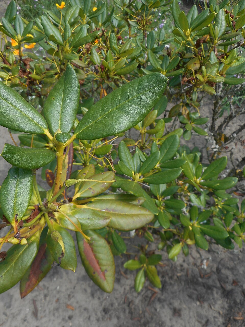 Rhododendron 'Nancy Evans' (Nancy Evans Rhododendron) (alternate view 2)