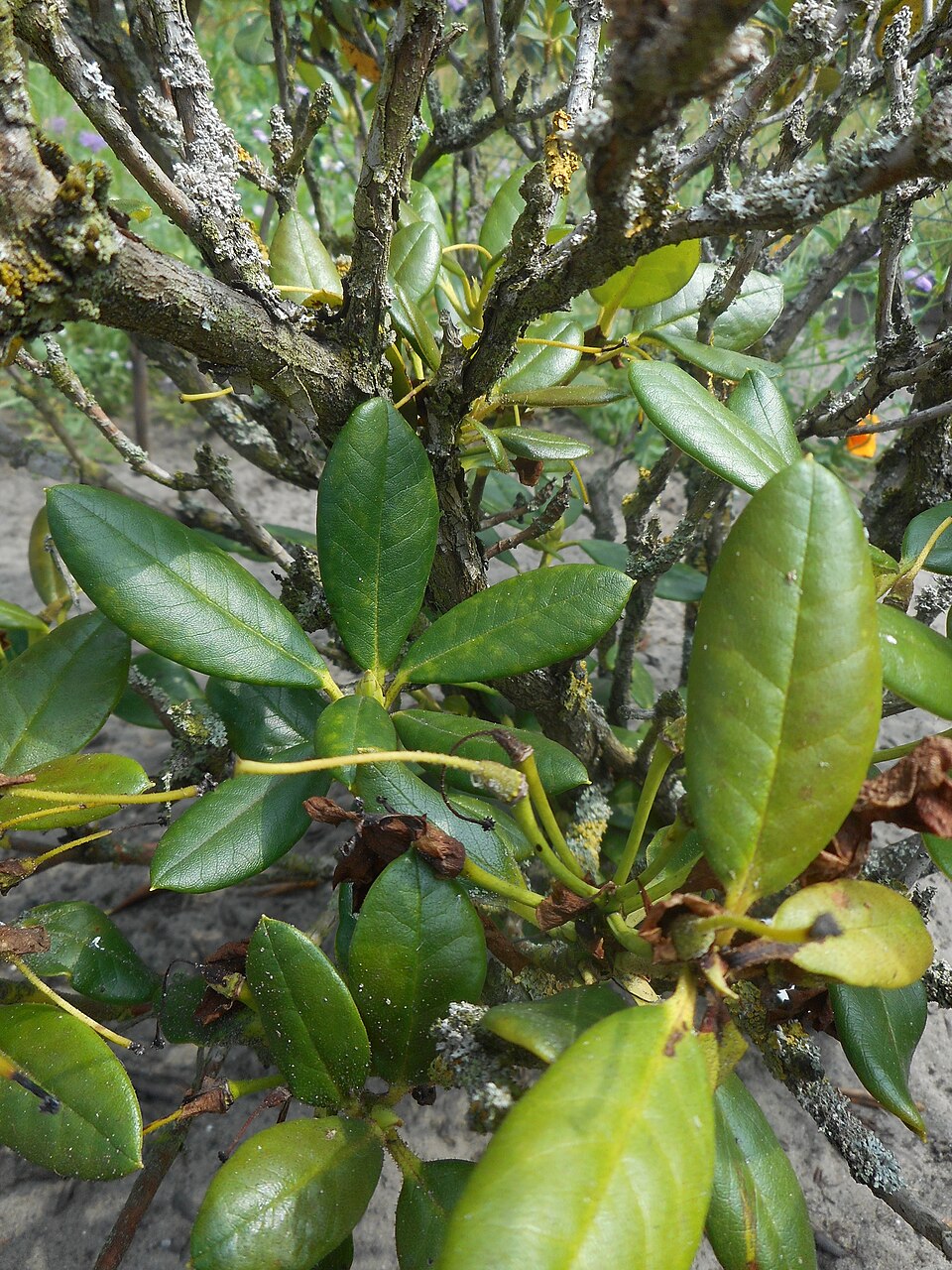 Rhododendron 'Nancy Evans' (Nancy Evans Rhododendron) (alternate view 3)