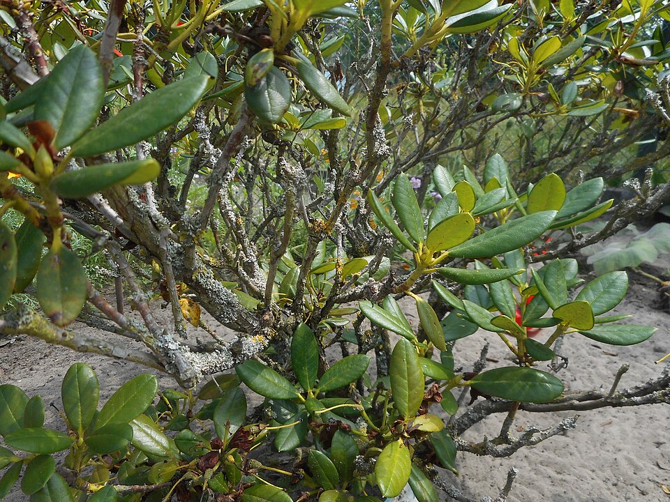 Rhododendron 'Nancy Evans' (Nancy Evans Rhododendron) (alternate view 4)