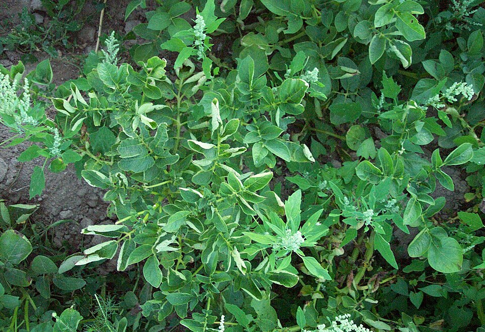 Solanum tuberosum (potato)