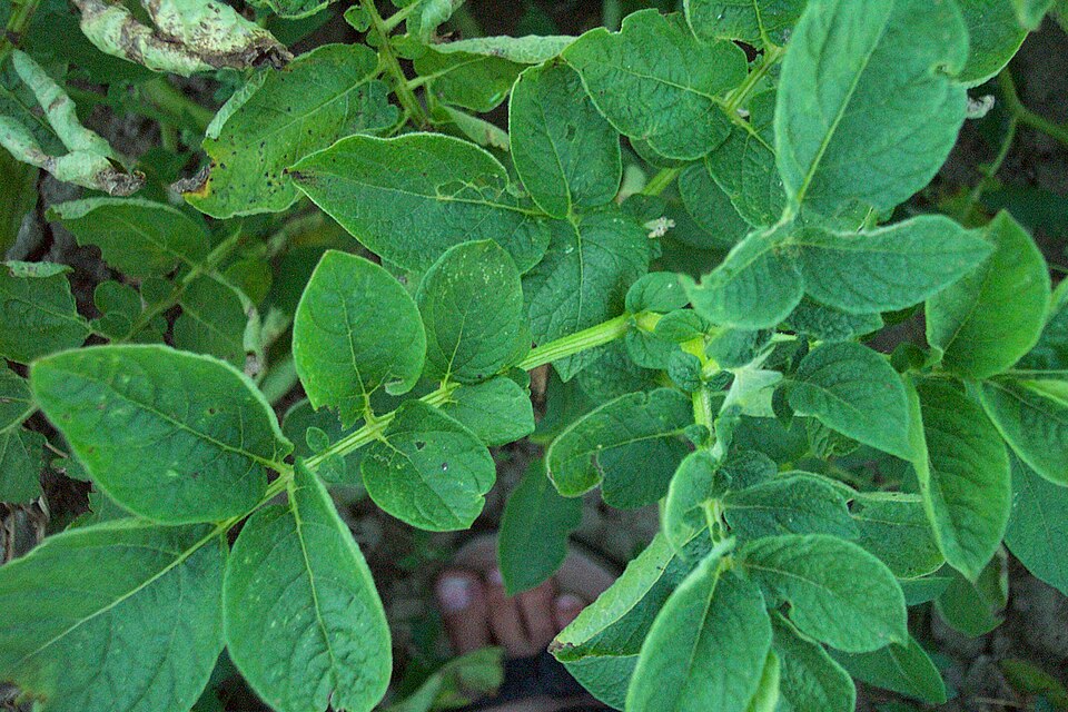 Solanum tuberosum (potato)
