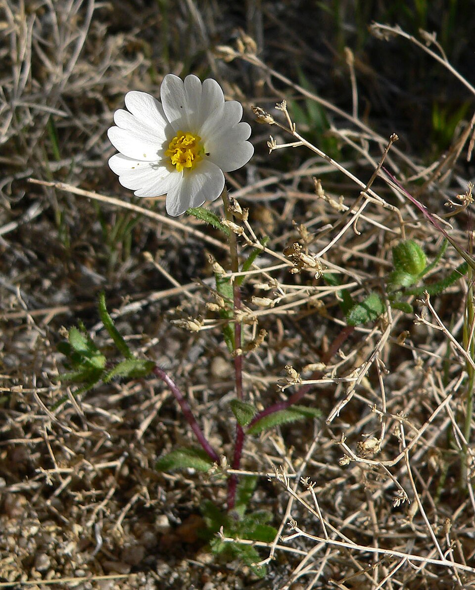 Layia glandulosa (whitedaisy tidytips) (alternate view 6)