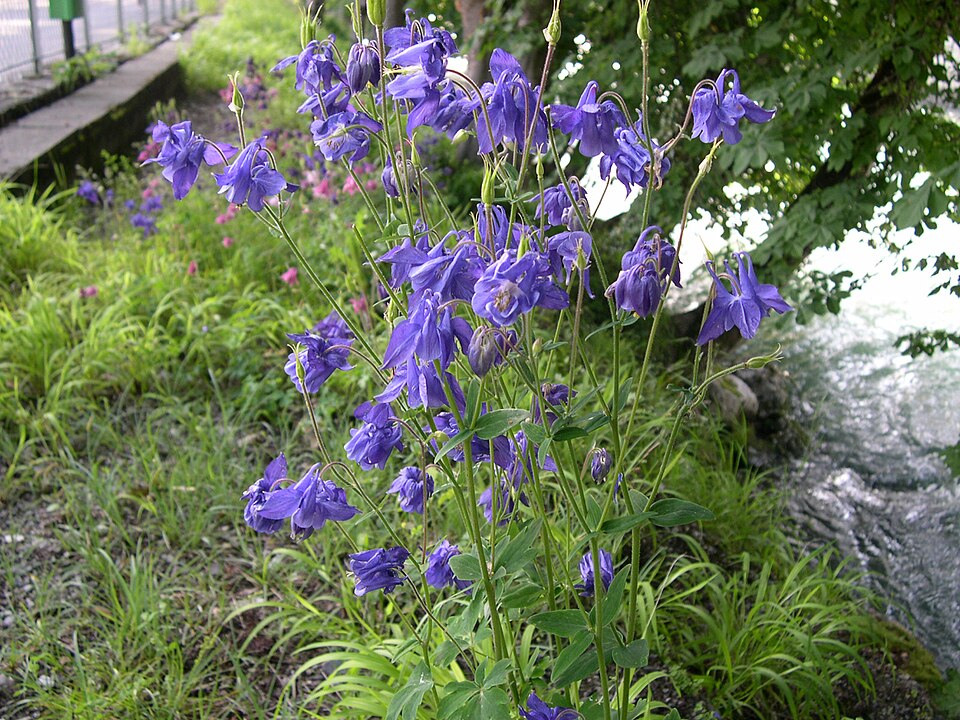 Aquilegia vulgaris (columbine) (alternate view 10)