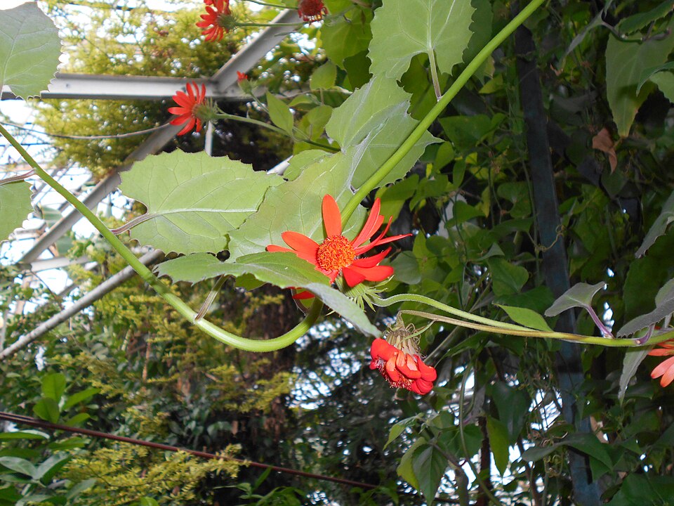 Pseudogynoxys chenopodioides (Mexican Flame Vine) (alternate view 8)