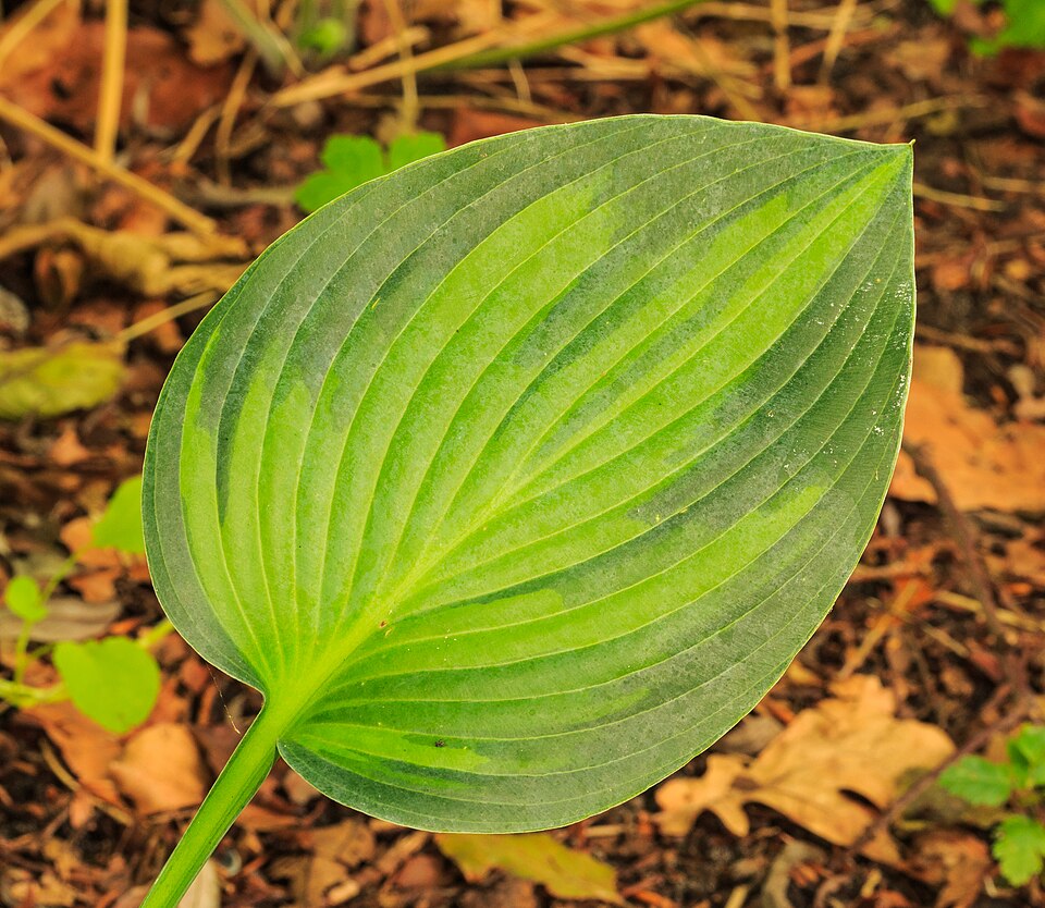 Hosta 'June' (June Hosta) (alternate view 5)