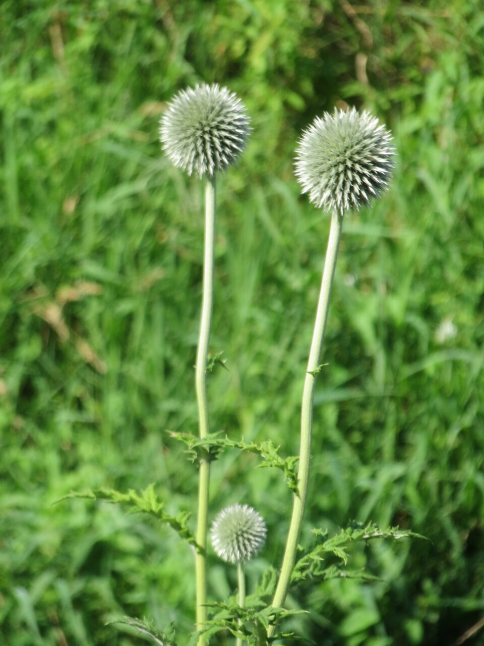 Echinops exaltatus (Russian Globe Thistle) (alternate view 10)