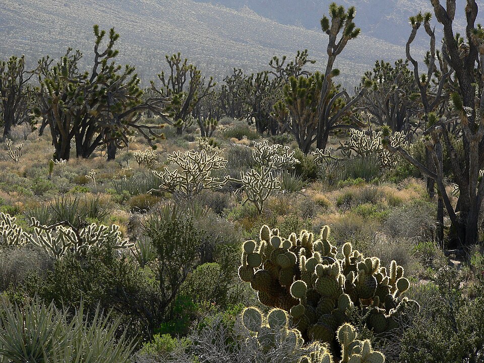 Cylindropuntia acanthocarpa (Buckhorn Cholla) (alternate view 6)