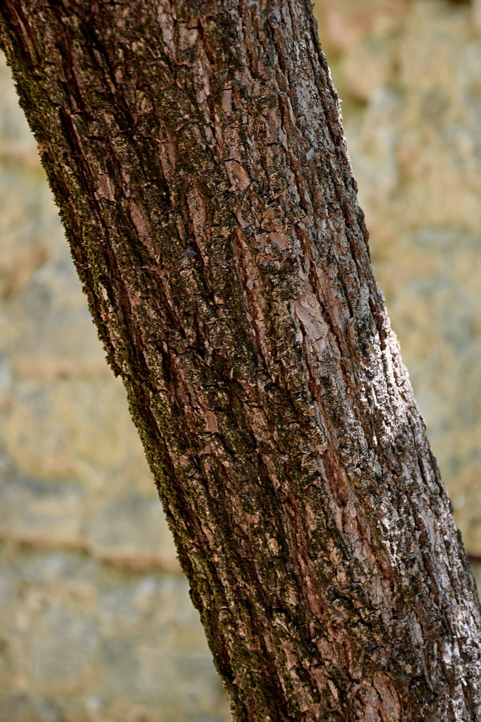 Ehretia anacua (Anacua) (alternate view 7)
