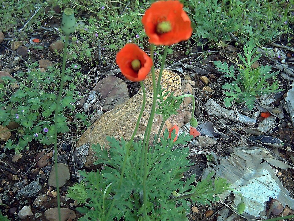 Papaver dubium (Long-headed poppy)