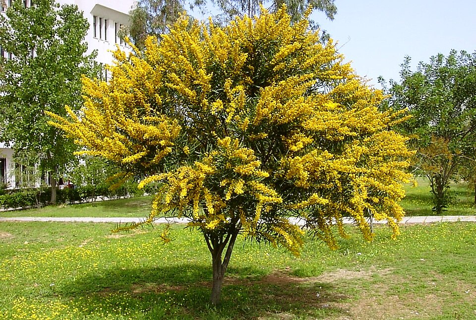 Acacia saligna (golden wreath wattle) (alternate view 6)
