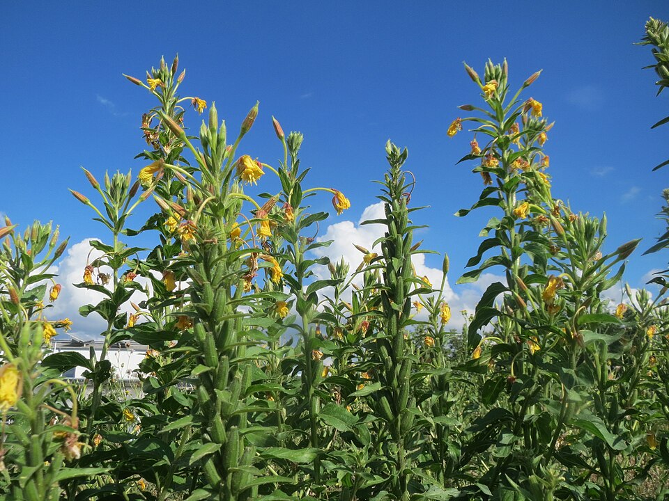 Oenothera biennis (evening primrose) (alternate view 8)