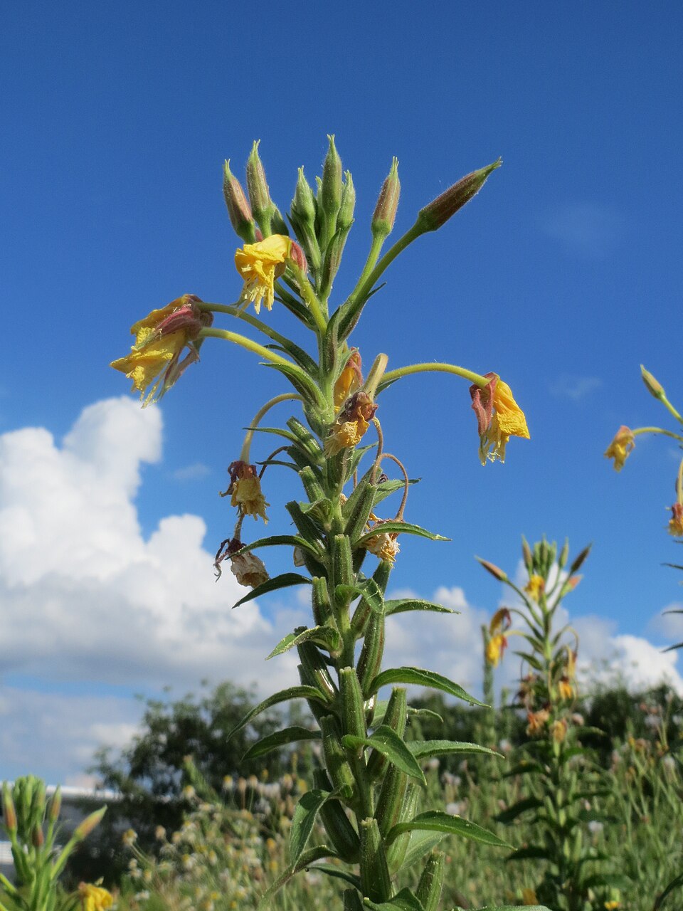 Oenothera biennis (evening primrose) (alternate view 9)