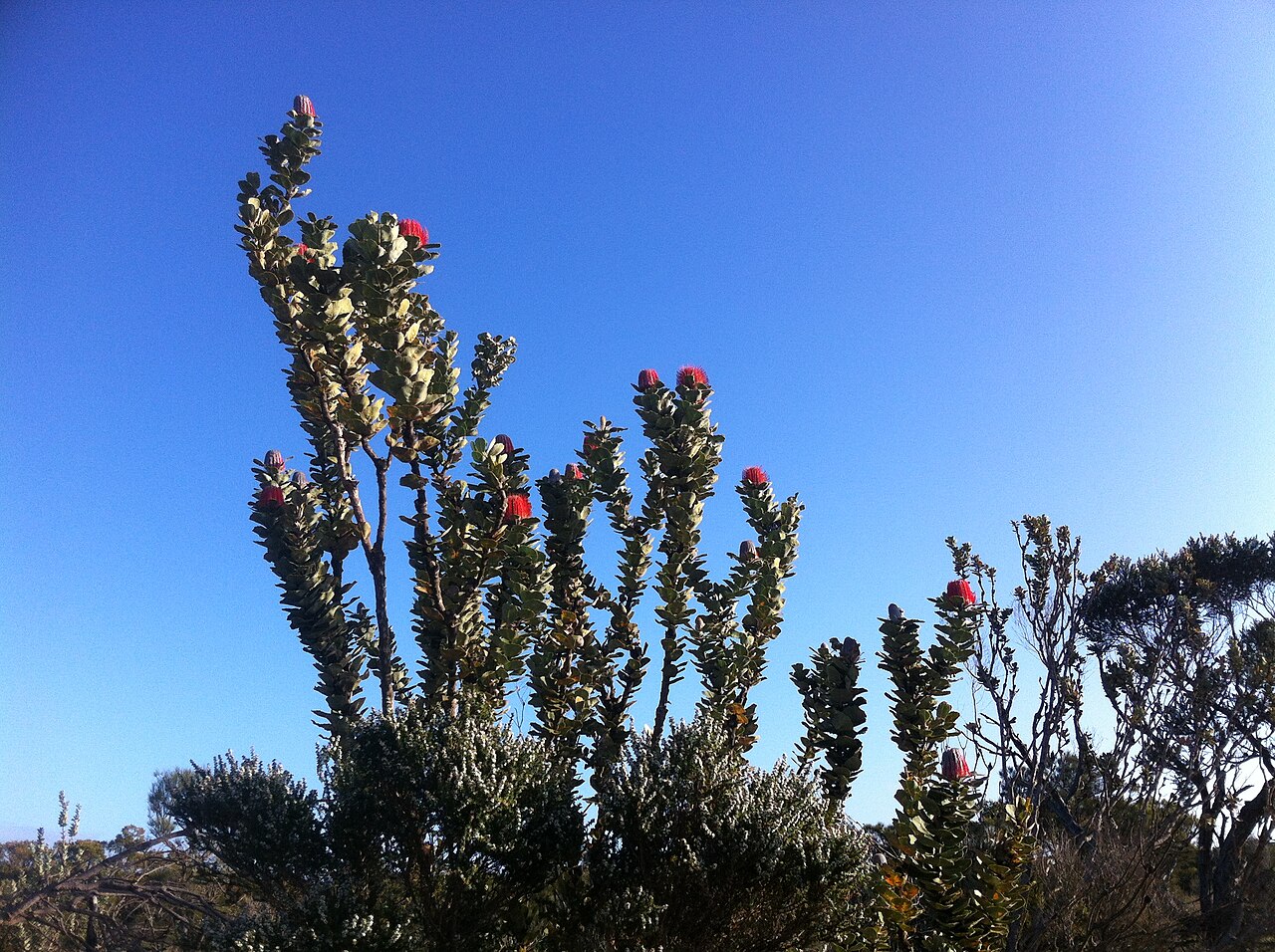 Banksia coccinea, Scarlet banksia — upright evergreen (Proteaceae) (image 3 of 10)