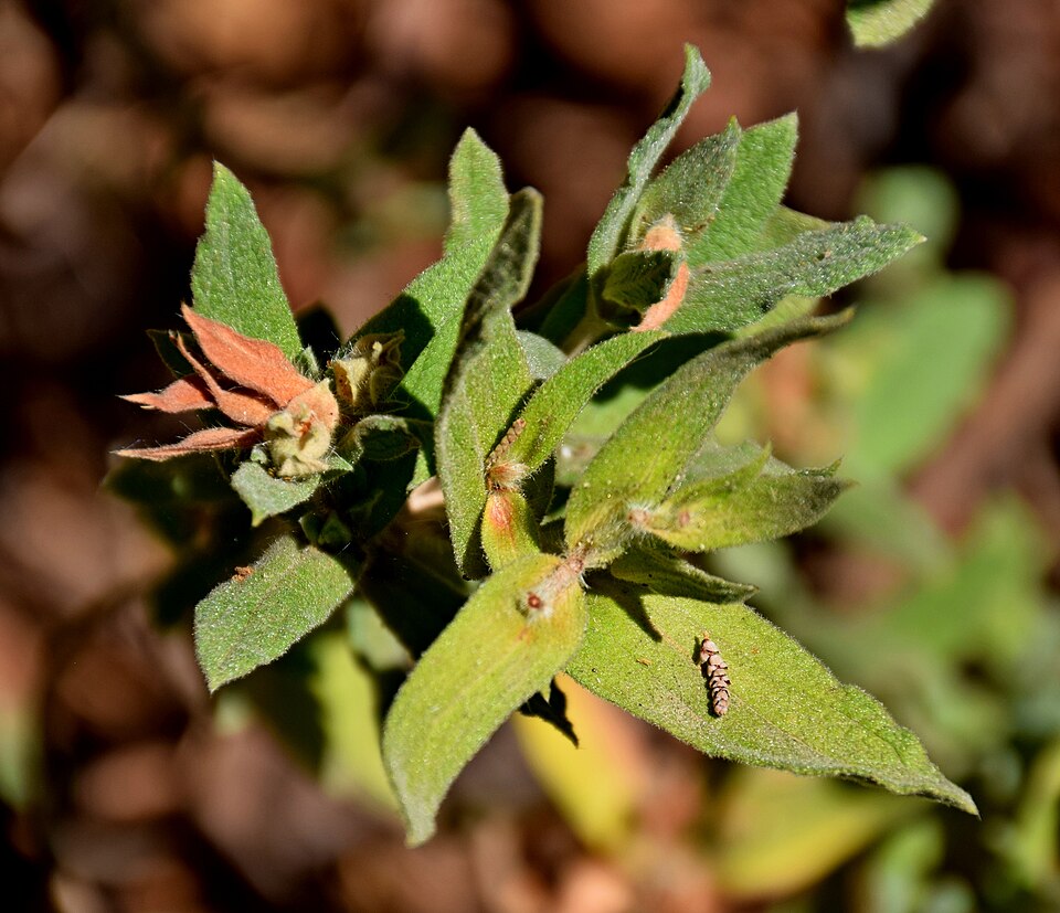 Cistus × incanus (Magenta Rockrose) (alternate view 11)