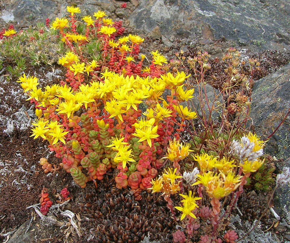 Sedum divergens (Spreading Stonecrop) (alternate view 8)