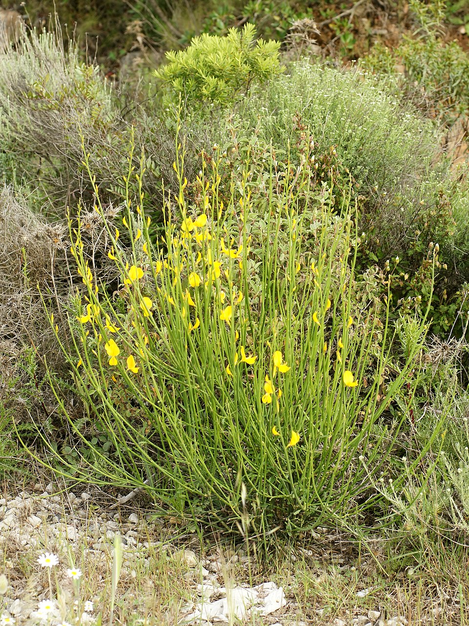 Spartium junceum (Spanish Broom)