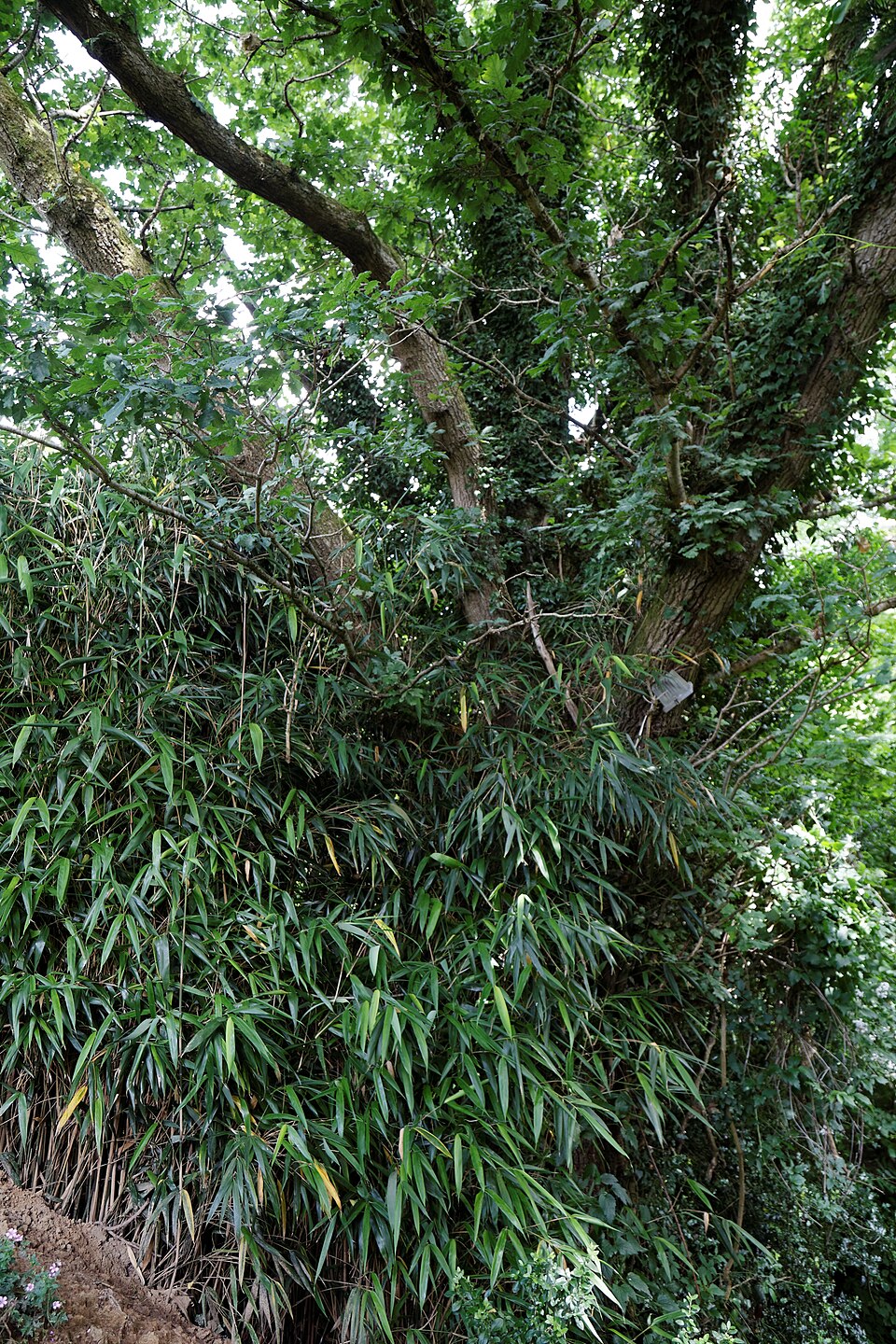 Phyllostachys