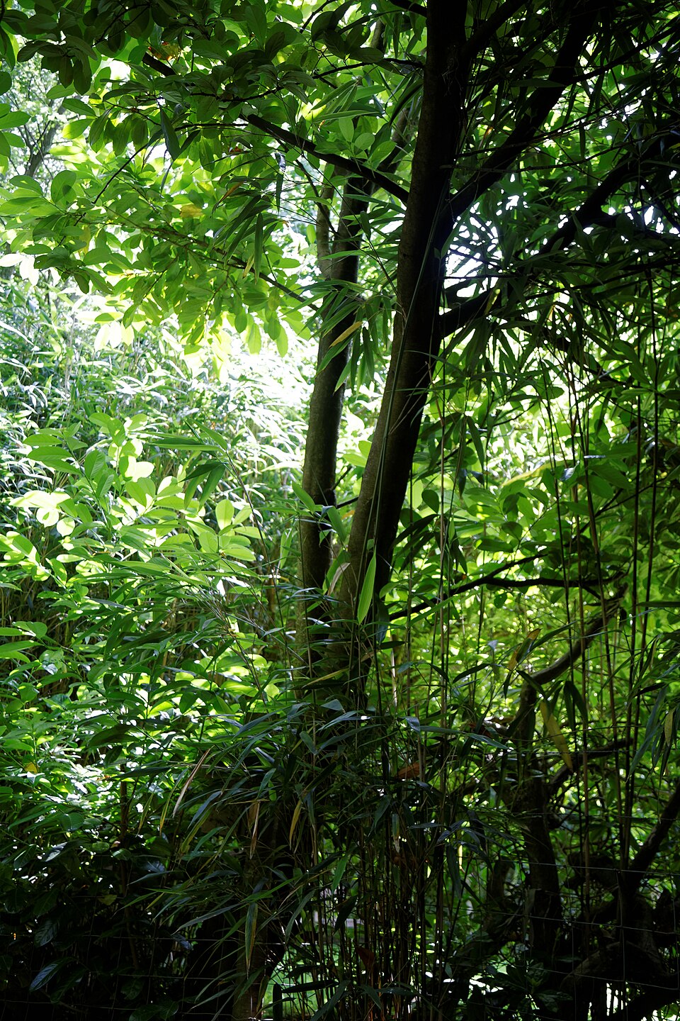 Phyllostachys (alternate view 2)