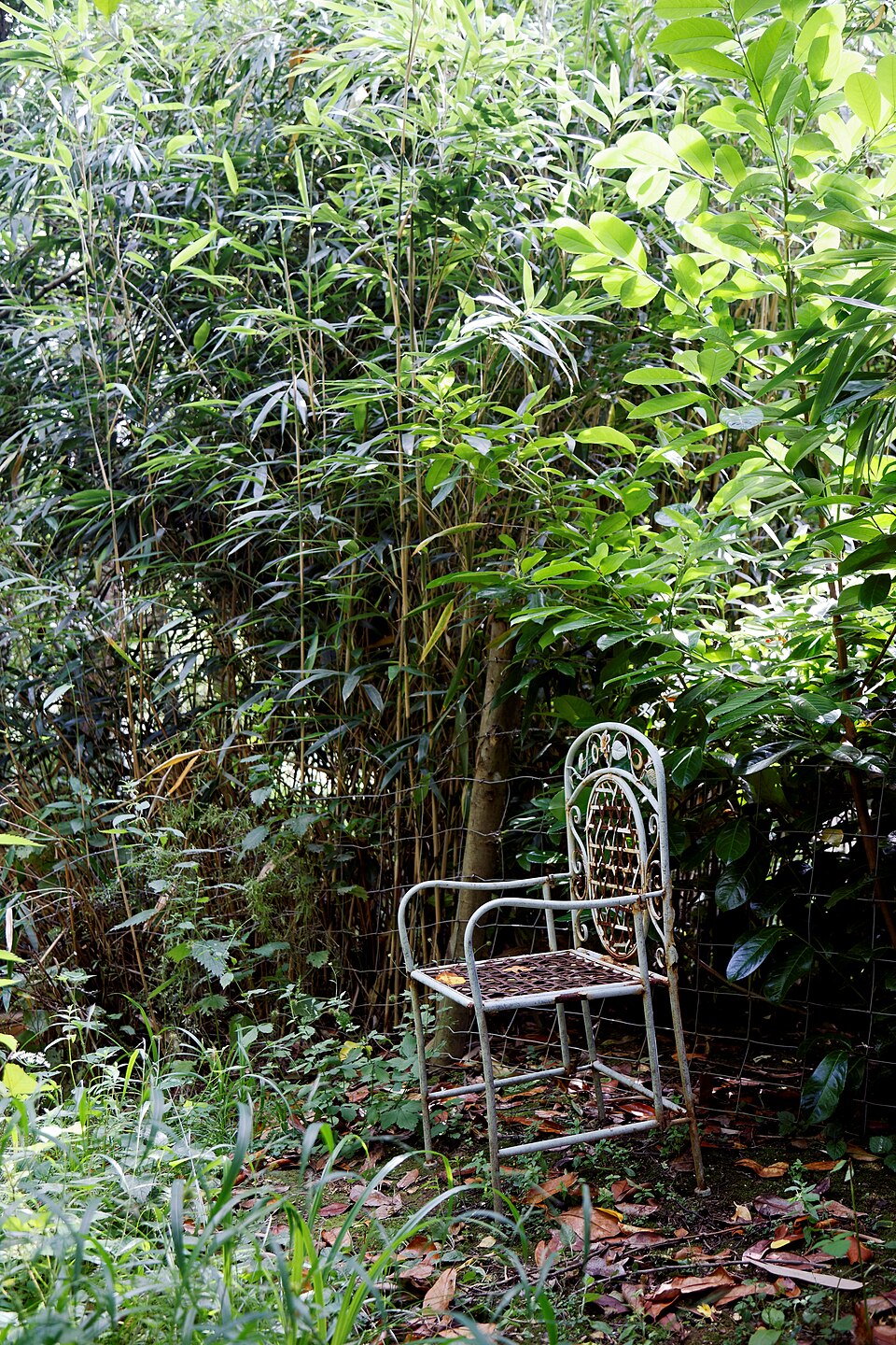 Phyllostachys (alternate view 3)