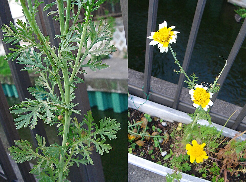 Glebionis coronaria (Garland Daisy)