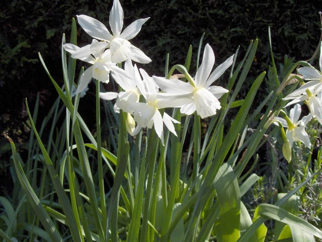 Narcissus 'Thalia' (Thalia Daffodil) (alternate view 2)