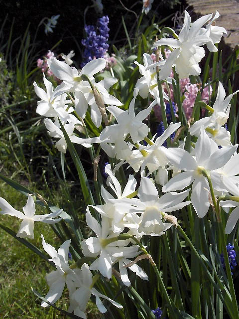 Narcissus 'Thalia' (Thalia Daffodil) (alternate view 3)