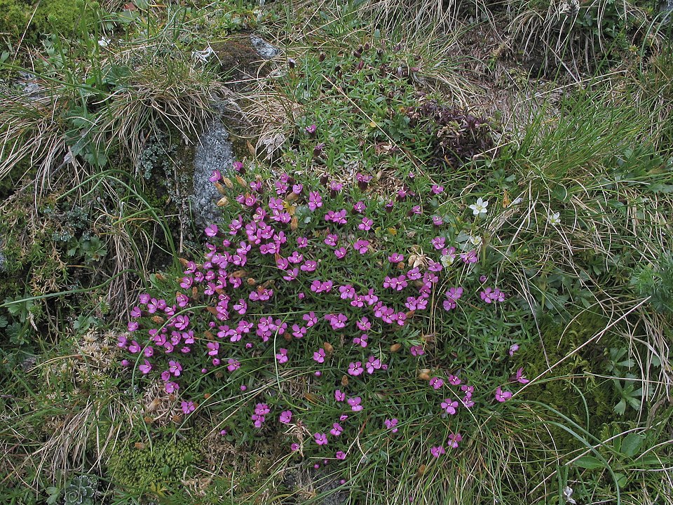 Silene acaulis (Moss Campion) (alternate view 6)
