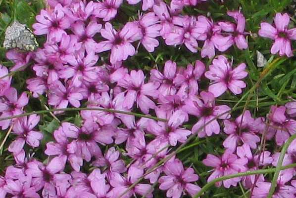 Silene acaulis (Moss Campion) (alternate view 7)