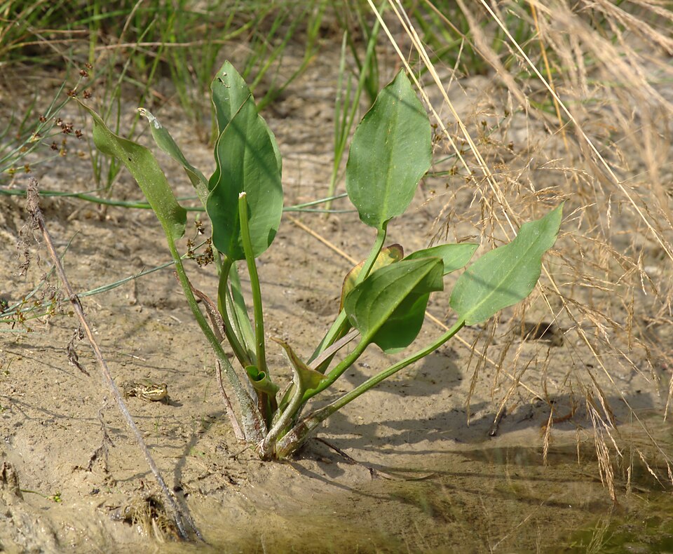Alisma plantago-aquatica (water-plantain)