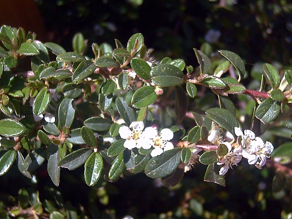 Cotoneaster dammeri (Bearberry Cotoneaster) (alternate view 5)