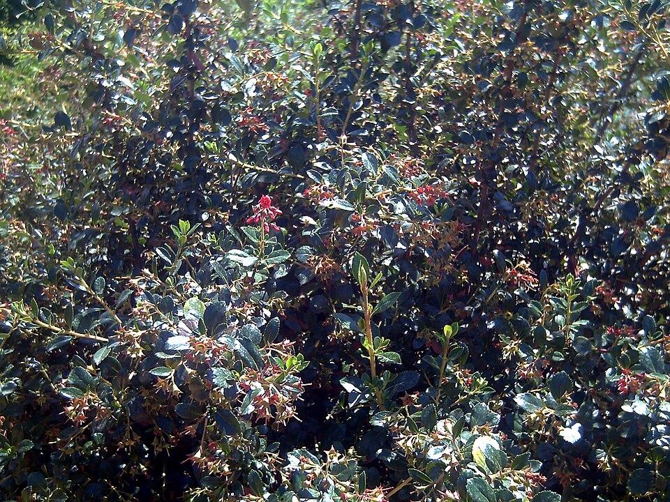 Escallonia rubra (redclaws)