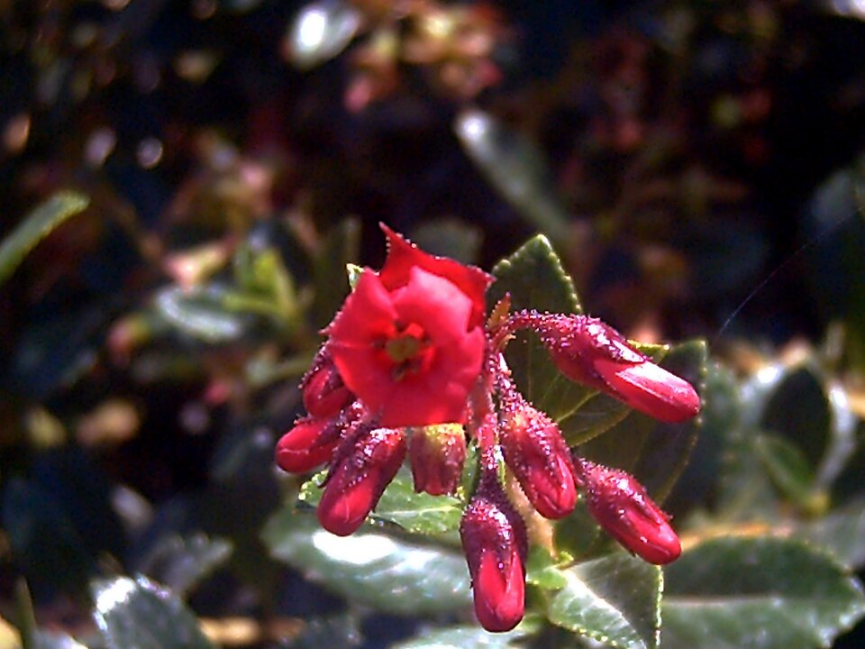 Escallonia rubra (redclaws)