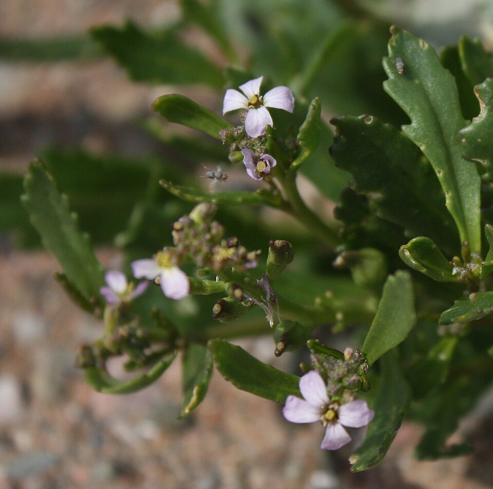 Cakile edentula (American searocket) (alternate view 8)