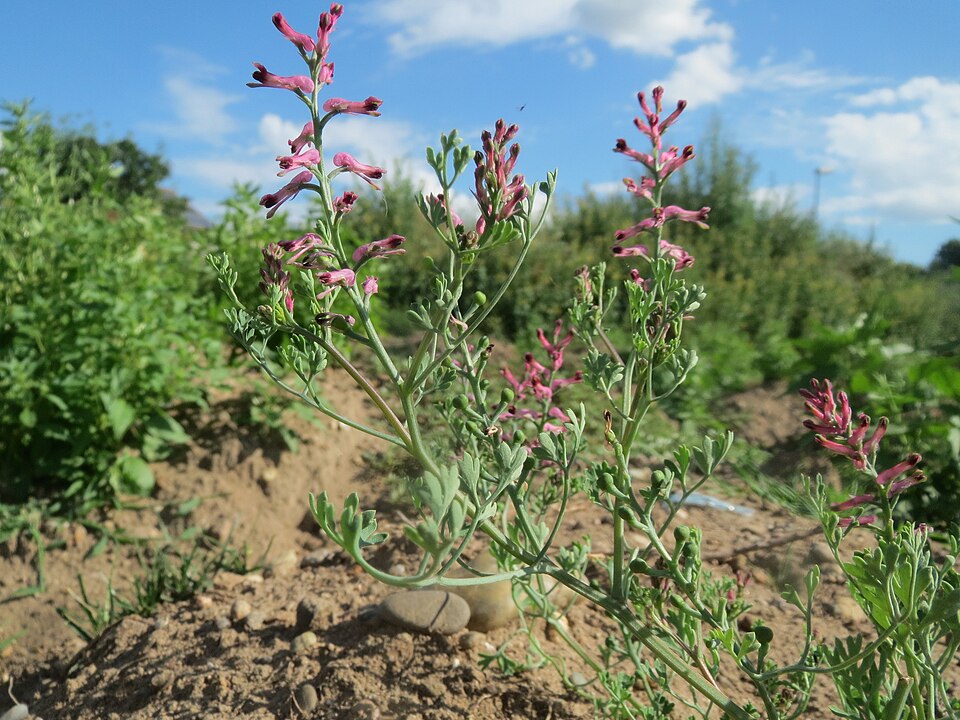 Fumaria officinalis (Common Fumitory)