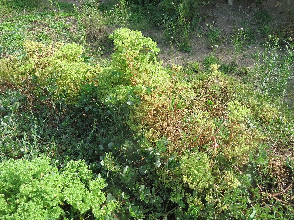 Euphorbia peplus (petty spurge) (alternate view 7)