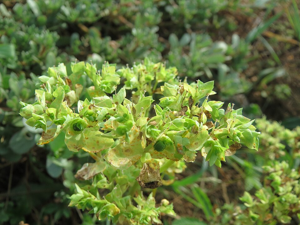 Euphorbia peplus (petty spurge) (alternate view 8)