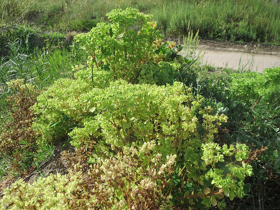 Euphorbia peplus (petty spurge) (alternate view 9)
