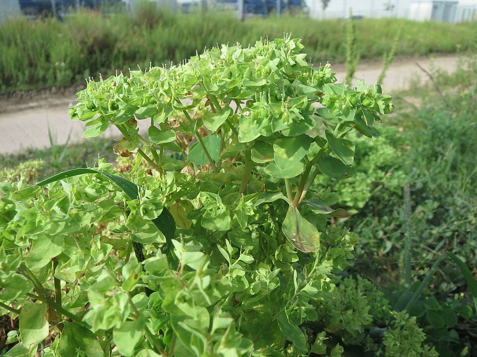 Euphorbia peplus (petty spurge) (alternate view 10)