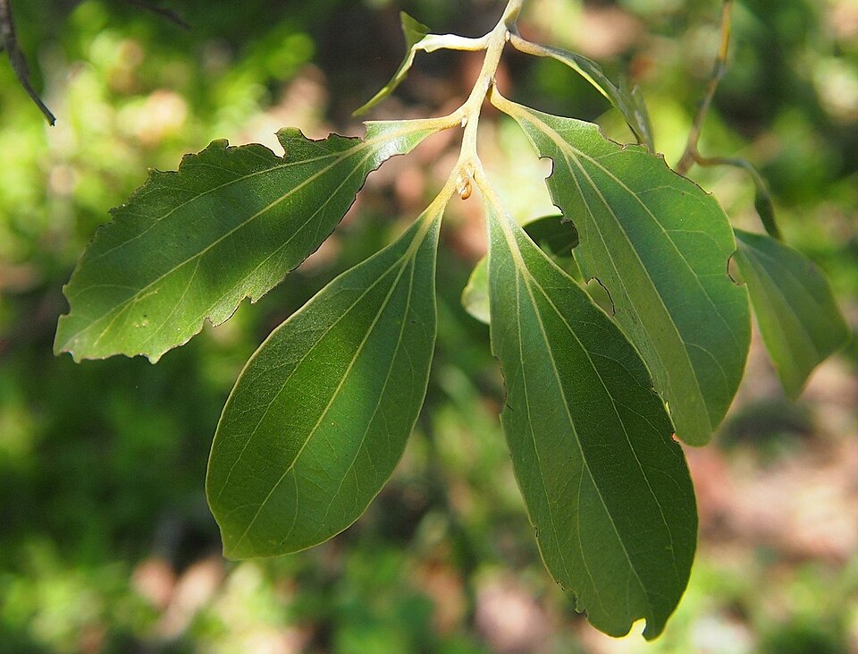 Cryptocarya triplinervis (Brown Laurel) (alternate view 5)
