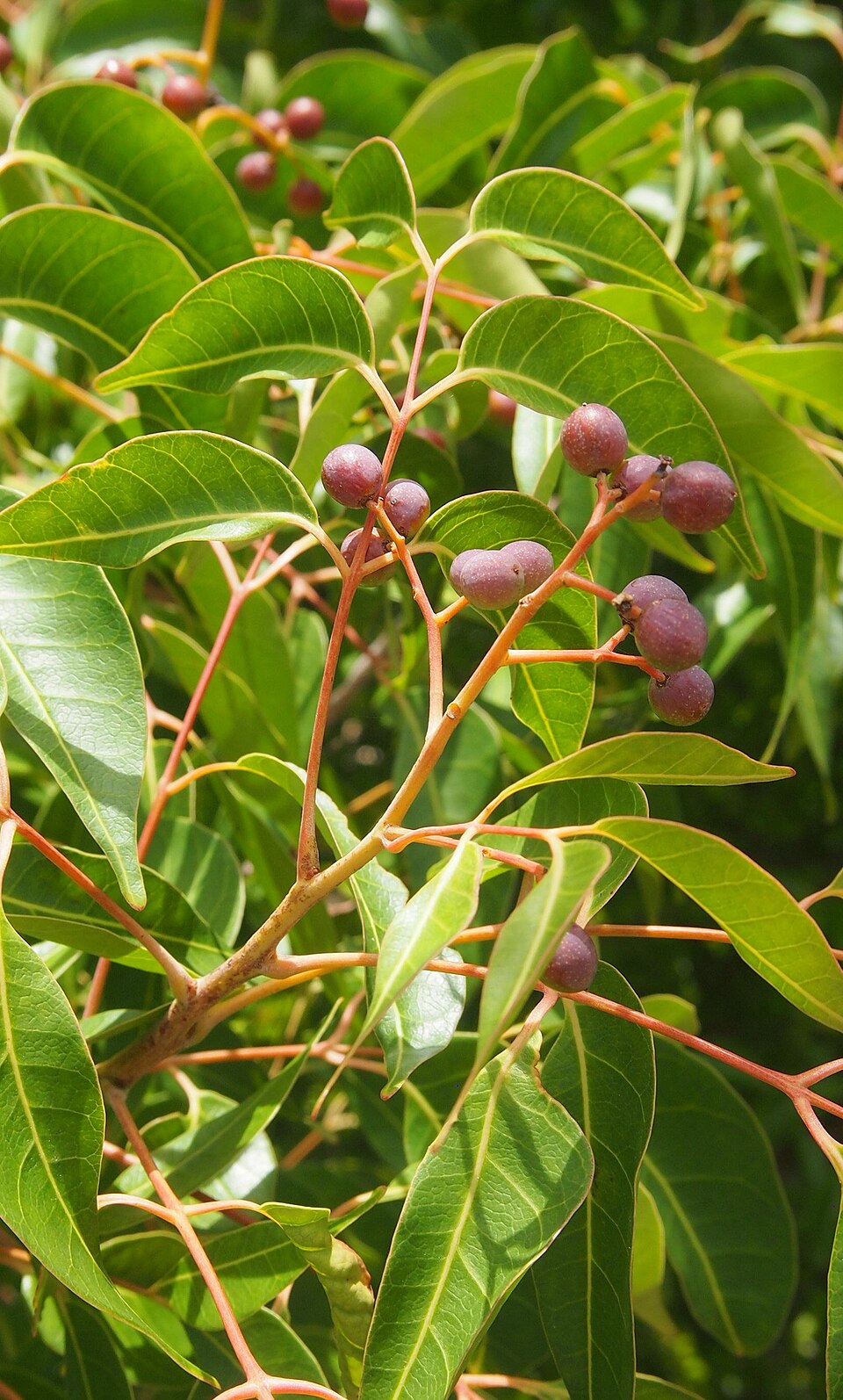 Euroschinus falcatus (Blush Cudgerie) (alternate view 5)