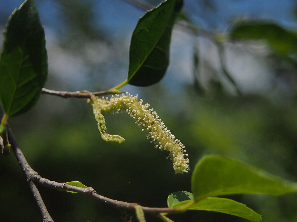 Paratrophis pendulina (whalebone tree) (alternate view 10)