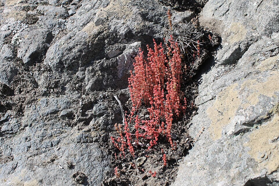 Crassula connata (sand pygmyweed) (alternate view 4)
