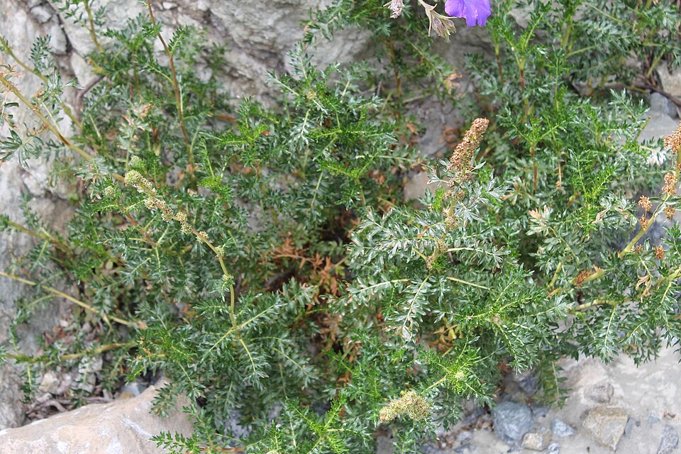 Acaena (Bidibid)